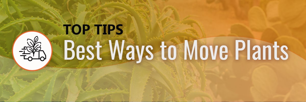 Best Ways to Move House With Plants
