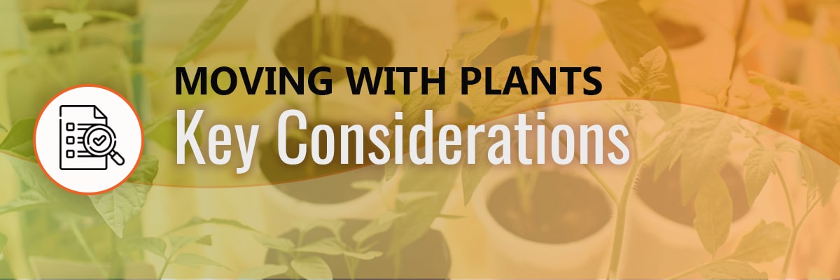 Key Considerations When Moving House with Plants
