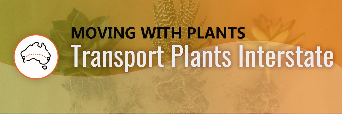 Moving Plants Interstate - How To Transport Plants Across Country